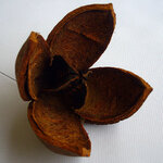 P1240252a-1280-Khaya Mahagoni.jpg