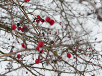 Februar.jpg Februar.jpg