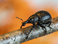 P7290067_raw_den_1244.jpg P7290067_raw_den_1244.jpg