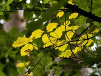 P9290032_raw_HP_1244.jpg P9290032_raw_HP_1244.jpg