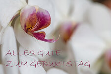 hk_geburtstag_orchidee.jpg