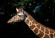 GiraffeR.jpg