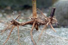RATEFOTO_Loesung_Bambus_Reste_15_20130730_dp.jpg