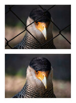 Caracara.jpg Caracara.jpg