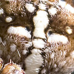 d-pixx-Rätsel  klein April23.jpg