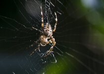 d-pixx-Rätsel April2023.JPG