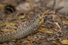 Fa 01 Schlingnatter bei Vorderhornbach.jpg Fa 01 Schlingnatter bei Vorderhornbach.jpg