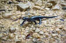 Fa 02 Alpensalamander im Raintal.jpg Fa 02 Alpensalamander im Raintal.jpg