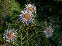 Fl 01Silberdistel.jpg Fl 01Silberdistel.jpg