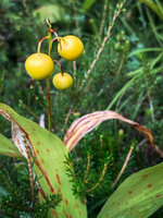 Fl 02 Frauenschuh (Samenkapsel).jpg Fl 02 Frauenschuh (Samenkapsel).jpg