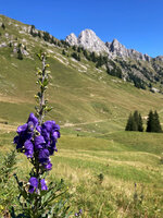 Fl 03 Eisenhut am Hahnenkamm.jpg Fl 03 Eisenhut am Hahnenkamm.jpg