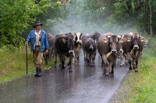 K 01 Almabtrieb.jpg K 01 Almabtrieb.jpg