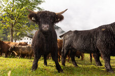 K 02 Almabtrieb.jpg K 02 Almabtrieb.jpg