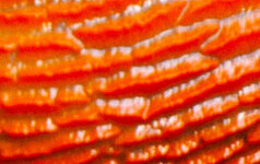 09.09-Nutscheid-02R1.jpg 09.09-Nutscheid-02R1.jpg