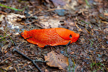 09.09-Nutscheid-02kk.jpg 09.09-Nutscheid-02kk.jpg