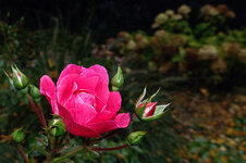 Rose für Herbert.jpg