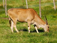 Eland.JPG