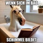 Schimmel.jpg Schimmel.jpg