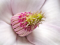 Stempel Magnolienblüte klein.jpg