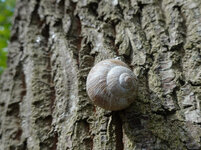 Baum-Schnecke.jpg