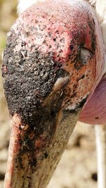 Schnabel eines Marabus.JPG