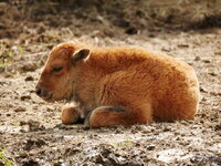Bisonkalb.JPG