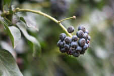 Rätselbild 167 Lösung.jpg Rätselbild 167 Lösung.jpg