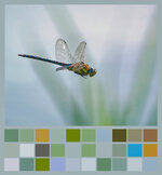 Herbstmosaikjungfer 11 a klein Farbtransekt.jpg