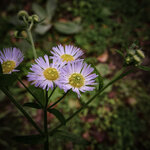 DO01000474.jpg DO01000474.jpg