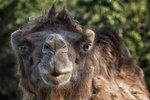 IMG_8742 1200x.jpg