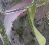 IMGP9274.jpg
