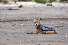 Schakal-Gymnastik 0 - schauen, ob es Zuschauer gibt.JPG