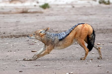 Schakal-Gymnastik 1- über die Vorderläufe strecken.JPG
