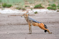 Schakal-Gymnastik 2 - über die Hinterläufe strecken.JPG