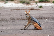 Schakal-Gymnastik 3 - den Kopf nach liinks drehen.JPG