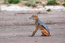 Schakal-Gymnastik 4 - Fertig.JPG