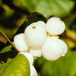 Gemeine Schneebeere Symphoricarpos albus.jpg