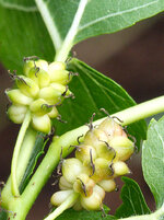 F5251150_Aus.jpg