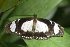 IMG_4475.JPG