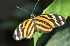 IMG_4571.JPG