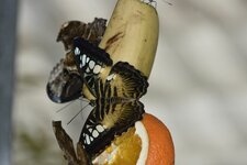 IMG_4760.JPG