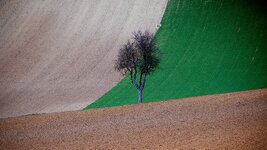 „einsamer Baum“.jpg