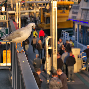 Hamburg_Hafen_02.jpg