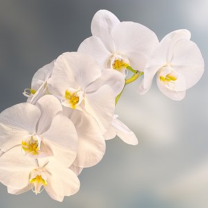 Orchideenranke