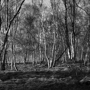 Ein Birkenwald