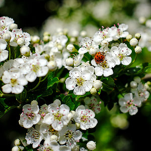 Weißdornblüte mit Käfer
