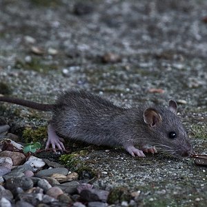 Neugierig aber auch sehr scheu, die Rattenkinder.