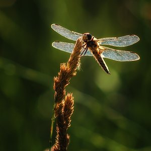 Libelle im Gegenlicht