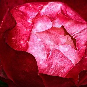 Eine Rose kurz vor Öffnung der Blüte, fotografiert mittels einem Xenar 4,5/135 mm im Nahbereich