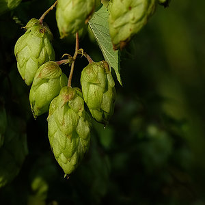 Hopfen